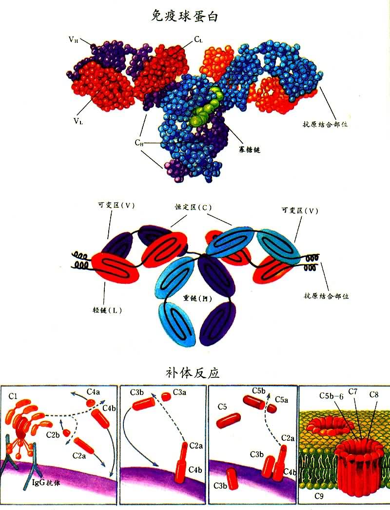 免疫球蛋白和补体反应