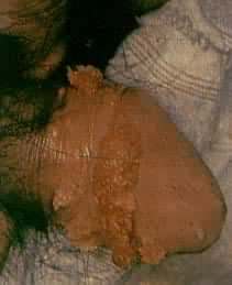 ����ʪ��