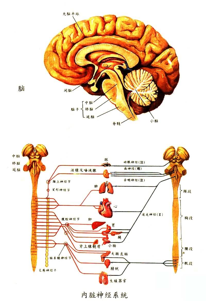 �Ժ�������ϵͳ