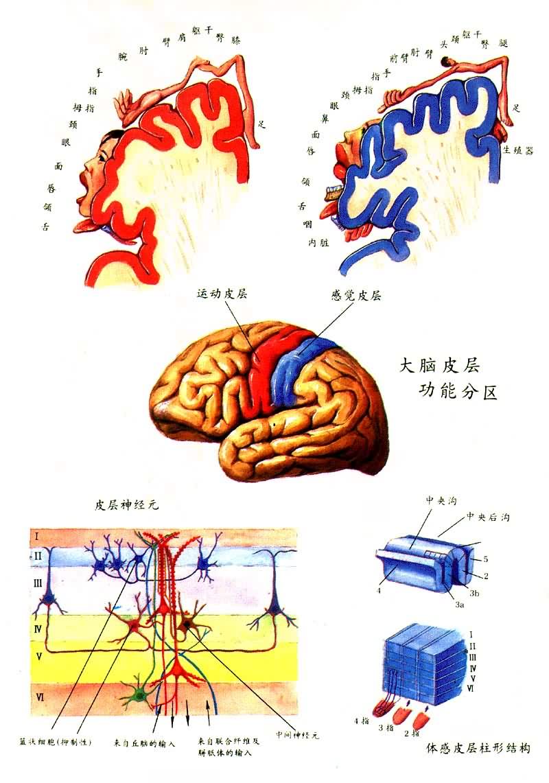 ����Ƥ�㹦�ܷ���