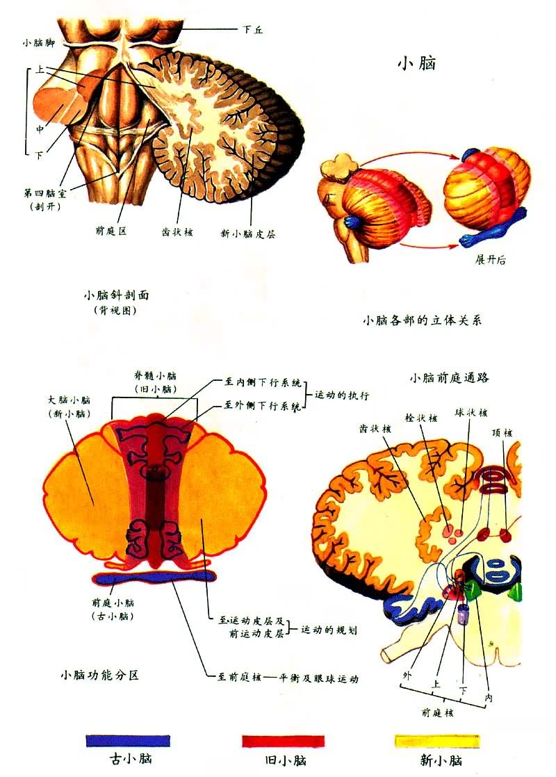 �Զ�������Ѫ������