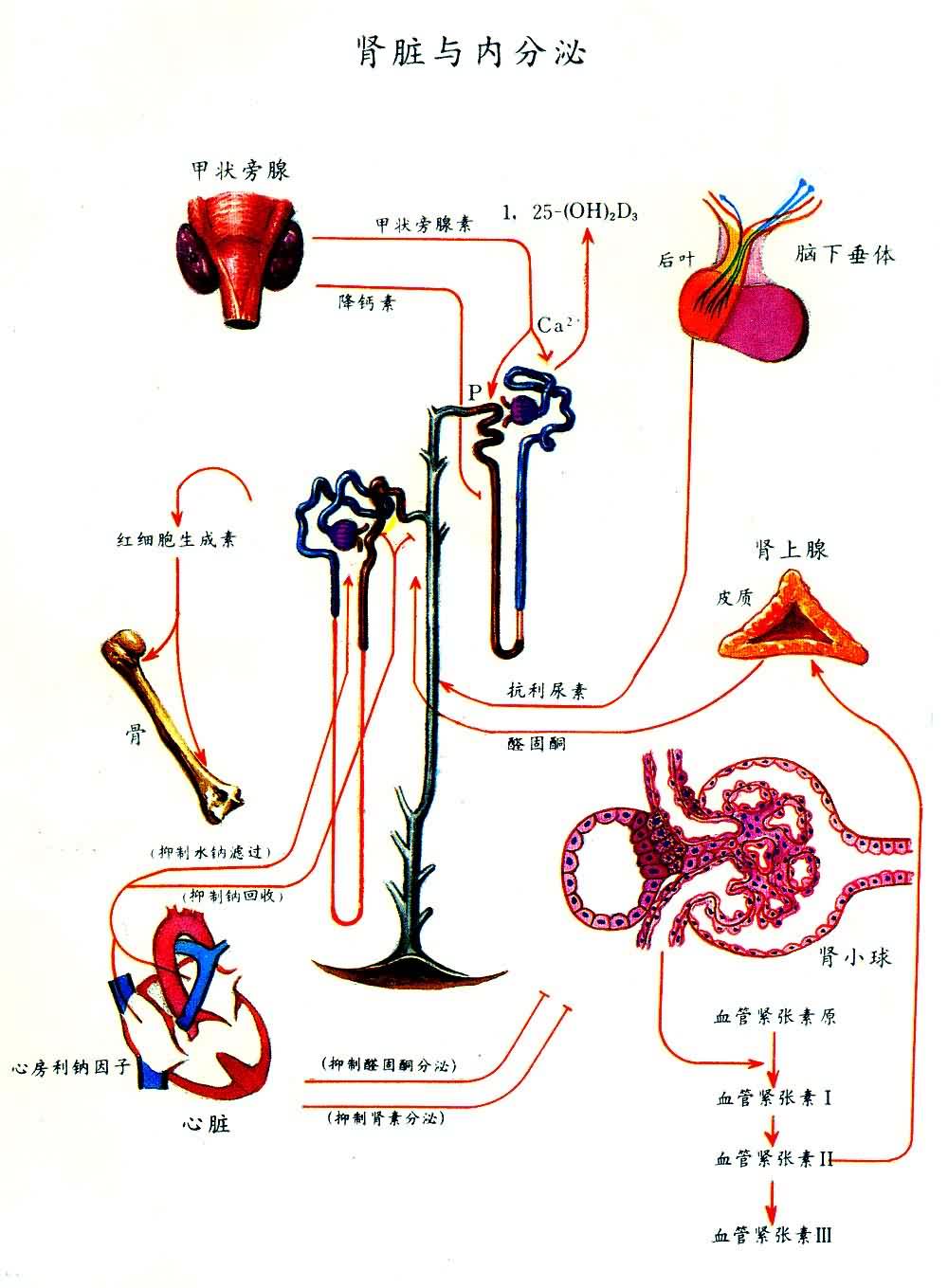 �������ڷ���