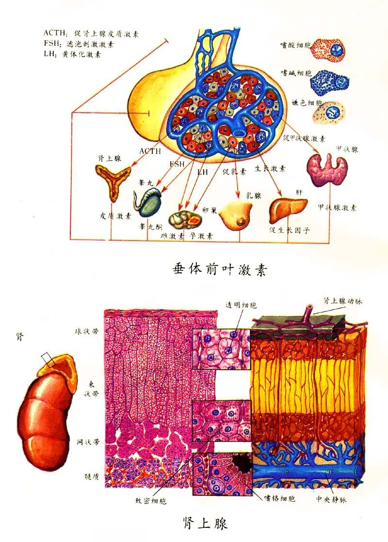 ����ǰҶ���غ�������