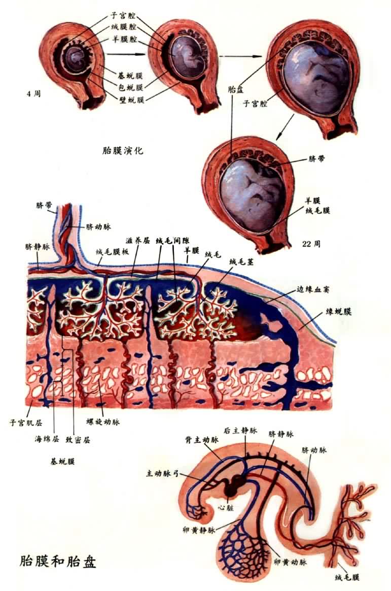 胎膜和胎盘