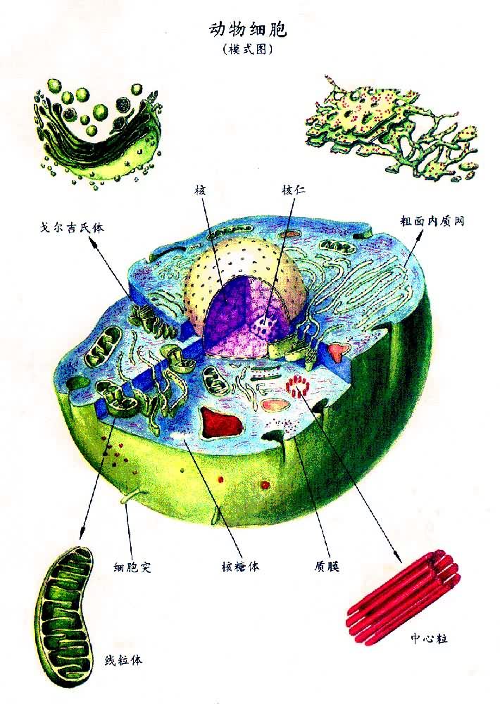 ����ϸ����ģʽͼ��