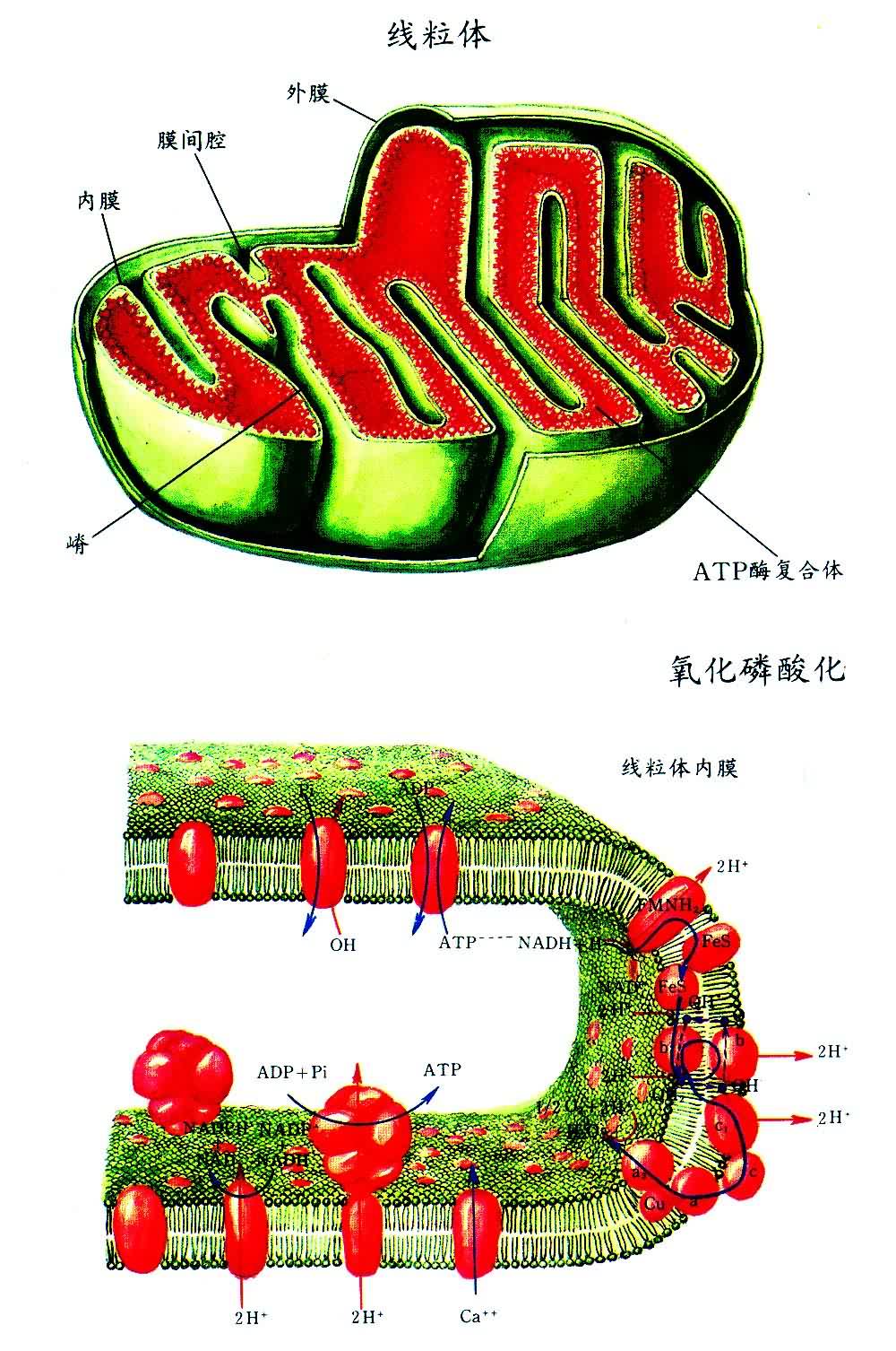 ��������������ữ