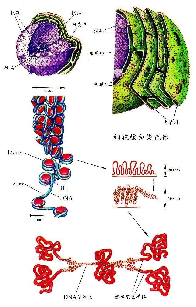 ϸ���˺�Ⱦɫ��