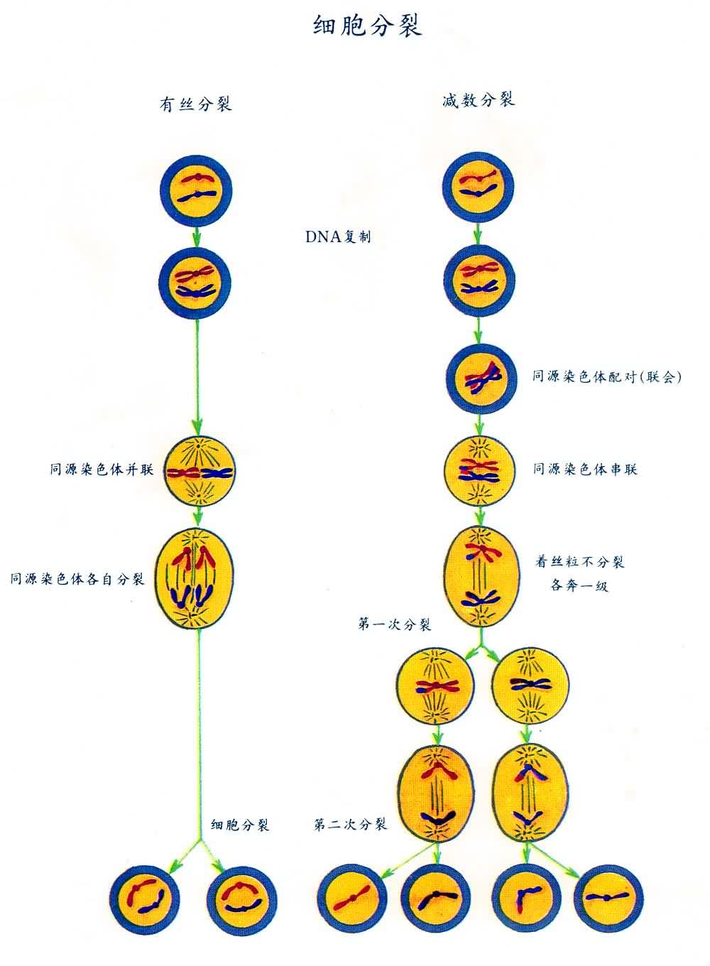 ϸ������