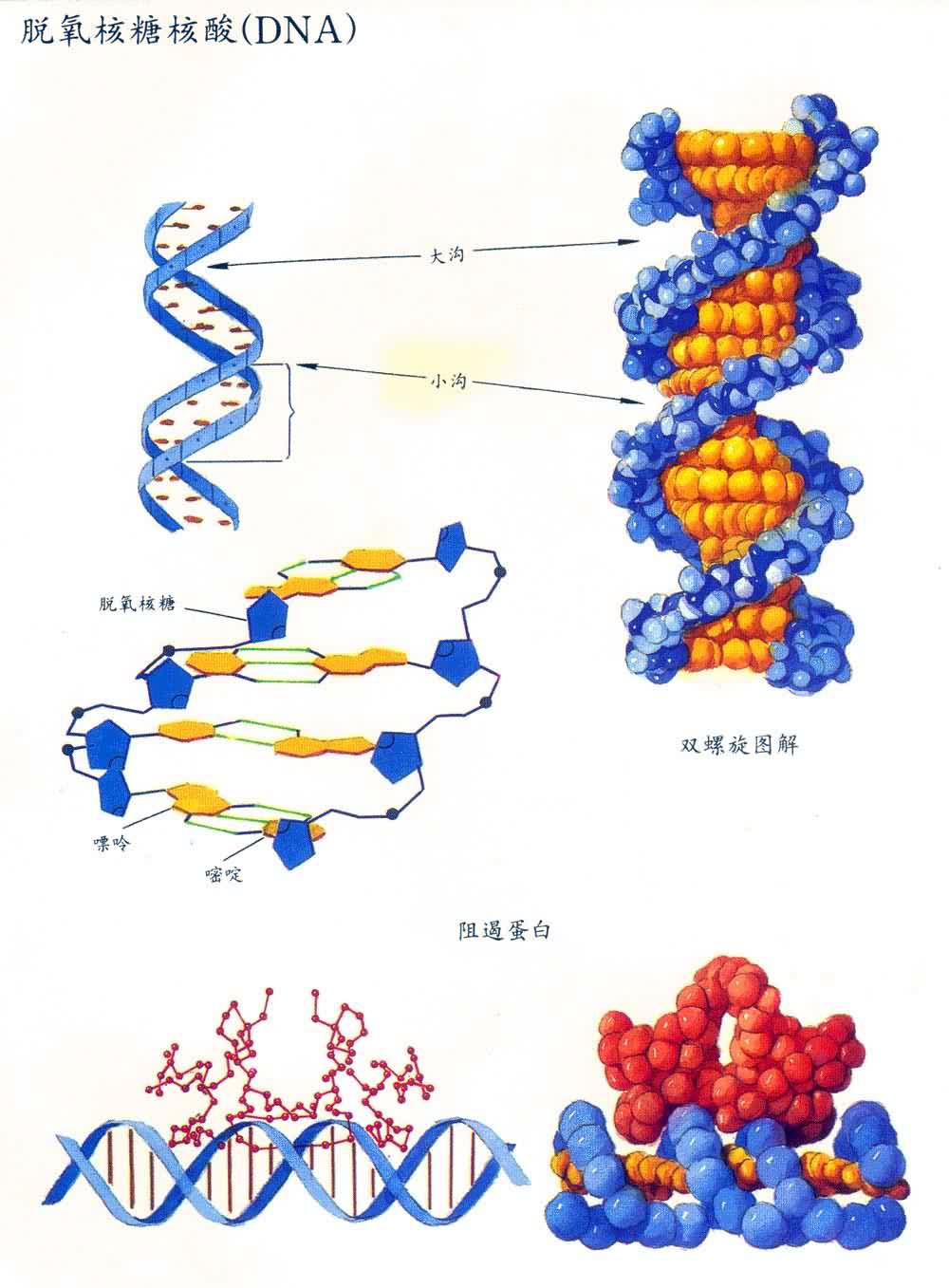 �������Ǻ��ᣨDNA��
