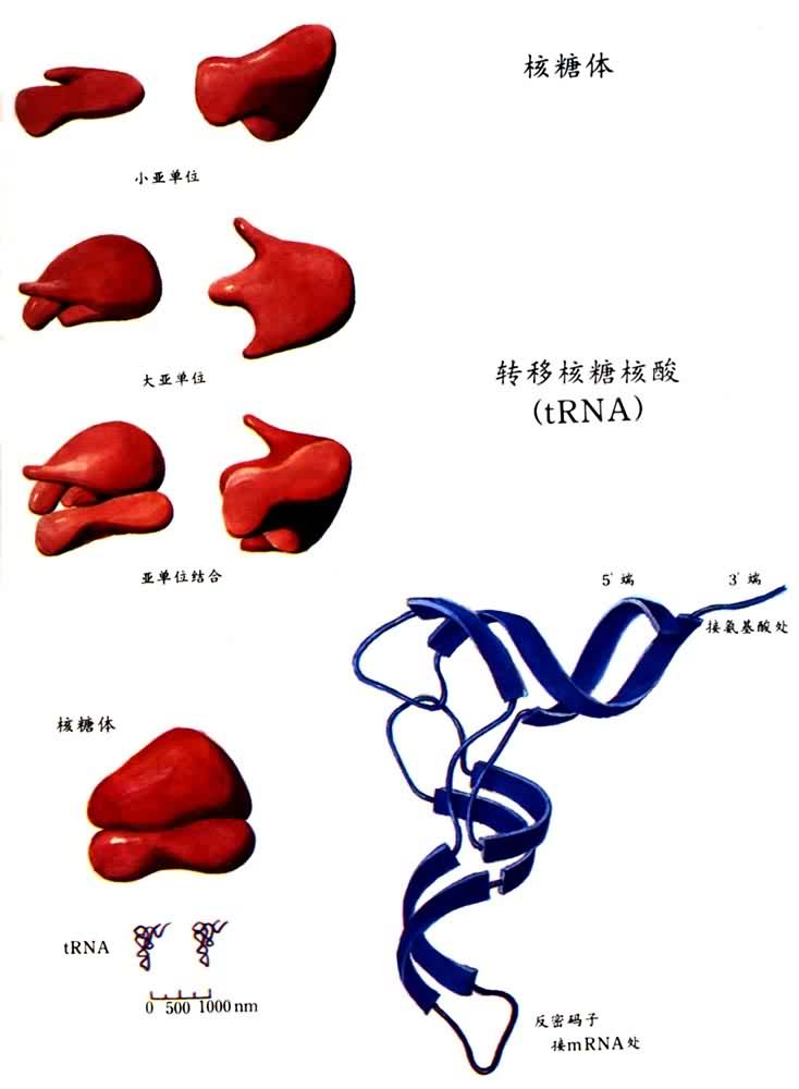 �������ת�ƺ��Ǻ���(tRNA)