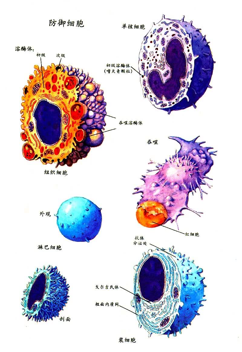 ����ϸ��