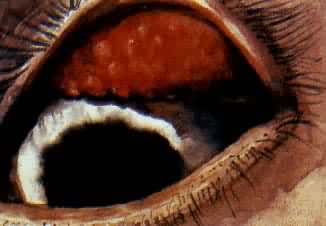 ɰ�ۣ��������ݣ�