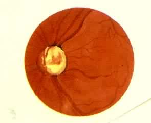 ����ۣ�����ή����