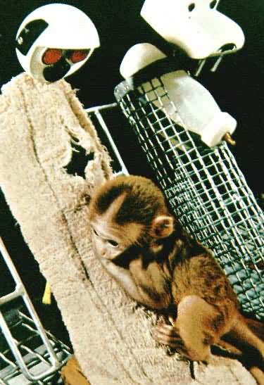 �׺��������ë�����ֵ����조ĸ�ס�