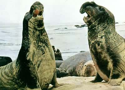 ��ֻ�ۺ���Ϊ������ż�����������������ڲ���ǰ�໥���ʾ��