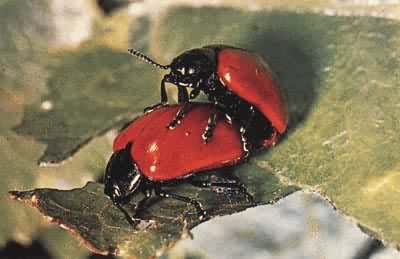 ��ֻ�׳潻��