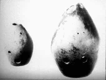 ���ϻ���������������̴���