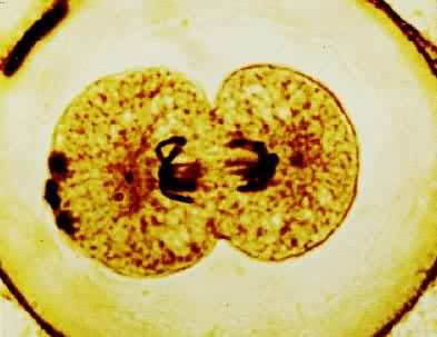 ϸ������˿����