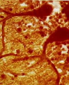 ���в�����ϸ����С��