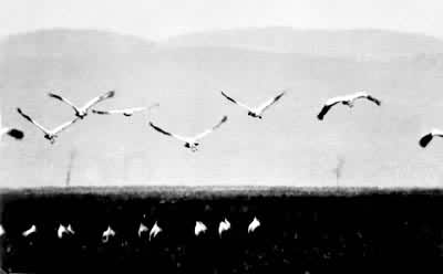 �ڲݺ�Խ���ĺھ���