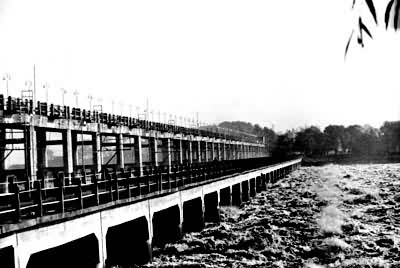 �����ֺ鹤��