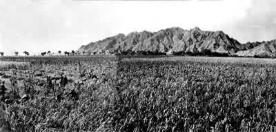 ����ƽԭ�＾�������