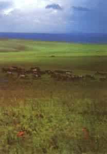 ��ï�ĺ��ױ������ԭ