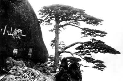 ��ɽӭ����