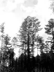 ���˰���ʺ�����