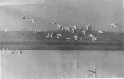 ۶������Ȼ������