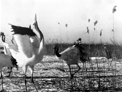 ������������Ȼ������