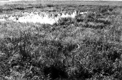 ����ƽԭ�����