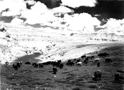 �����ԭ�ϵ�ţȺ