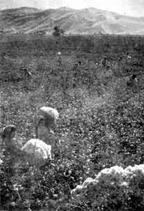 �½����޻���ֲ