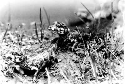 ��Ȼ����������ֳ��������