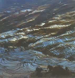 ����Ԫ������