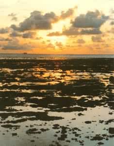 ��ɳ�����