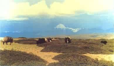 �Ե�˹ɽ�����塪�����ʲ����