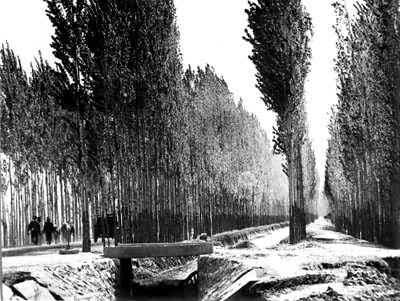 ������ֲ�����ָ���ɳĮ