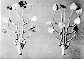 ����¹����ͷ����Ρ����ɹŴ�ï�����