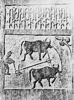 ţ������ʯ��������֬����