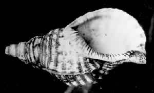 ����ʹ�õĺŽ�