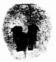 ���У����棩