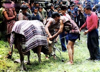 ��ͼ ��ţ��ʽ(������)